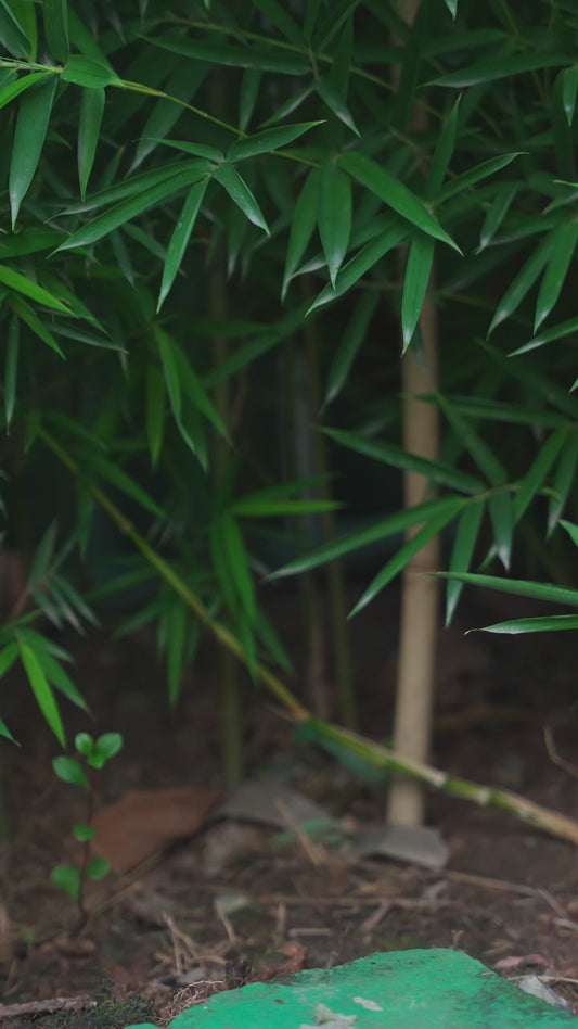 Crazy Plant Lady - Personalized Gardening Rectangle Metal Sign