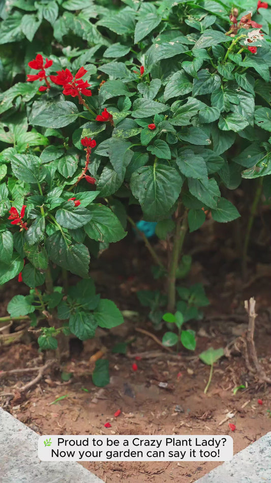 Crazy Plant Lady - Personalized Gardening Rectangle Metal Sign