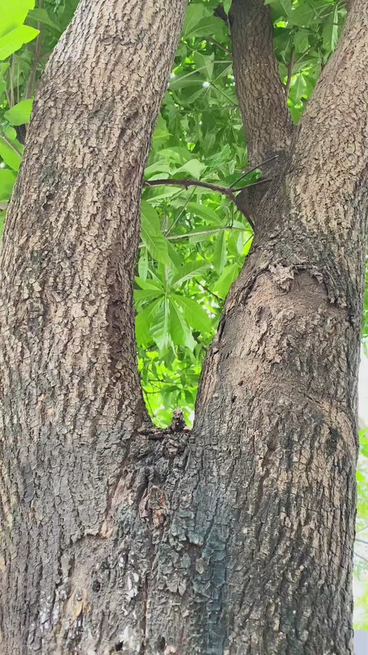 Dad's Heart - Gift for dad, grandma, grandpa, mom, uncle, aunt, brother, sister - Personalized Round Wood Sign